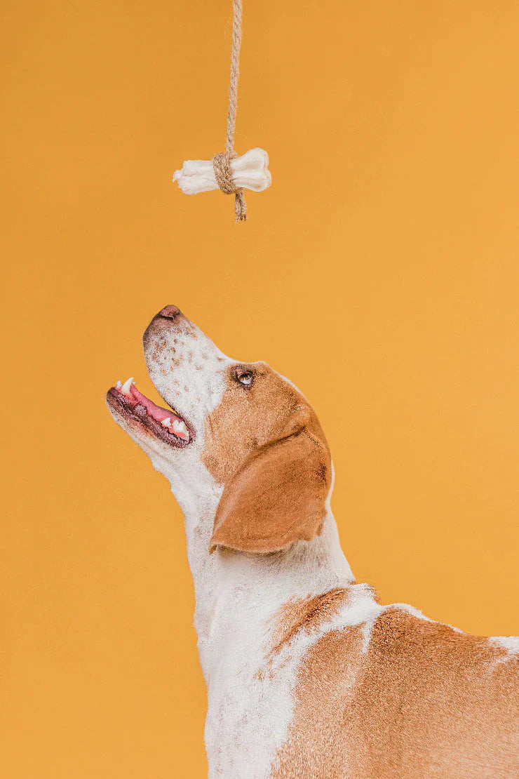 Pet Care