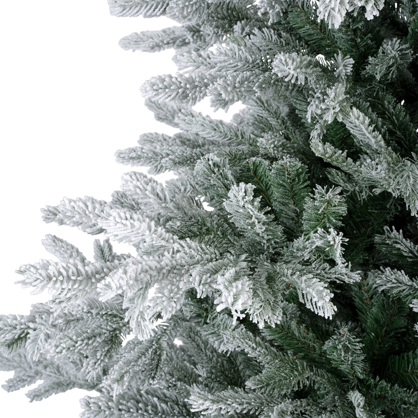 Grandis Fir Snwy Hnge Tree 10ft